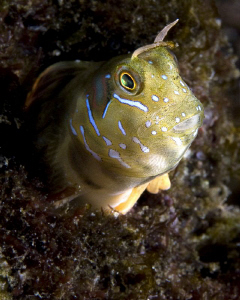Blenny. First attemp with a self-made snout. The snout li... by Rico Besserdich 